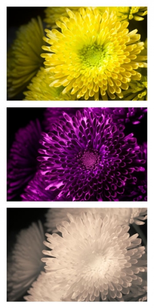 Un chrysanthème vu sous la lumière visible u(en haut), la lmière ultraviolette (au milieu) et la lumière infrarouge (en bas)