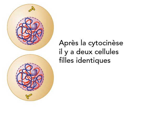 La cellule après la cytocinèse présentant deux cellules filles identique