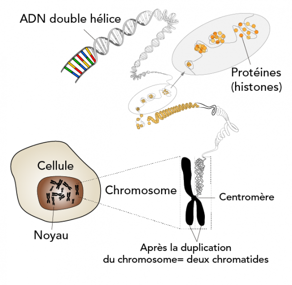 Schéma présentant comment la double hélice de l’ADN se condense pour former les chromosomes 