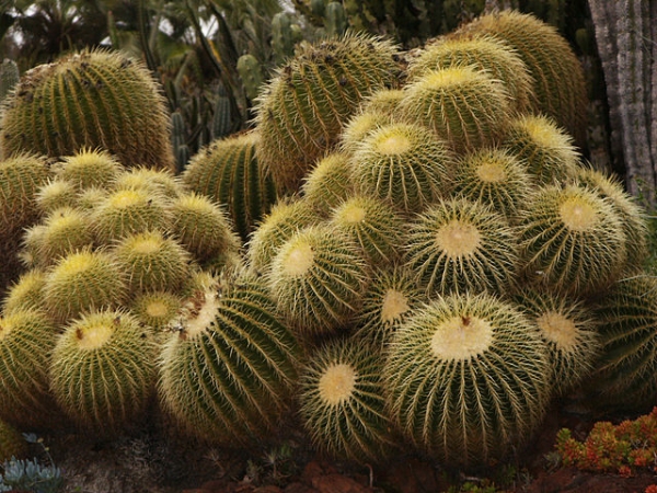 Golden barrel cacti/