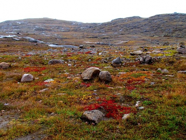 Paysage typique de toundra arctique au Nunavut