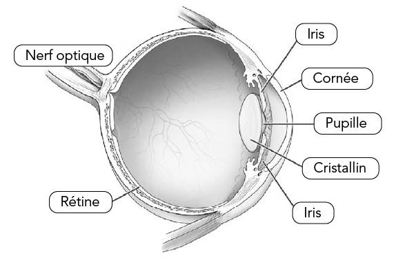 Coupe transversale d’un œil humain