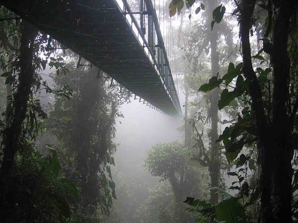 Canopy trail/Sentier dans le couvert forestier 