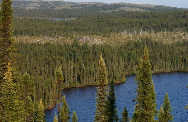Forêt boréale du nord du Québec