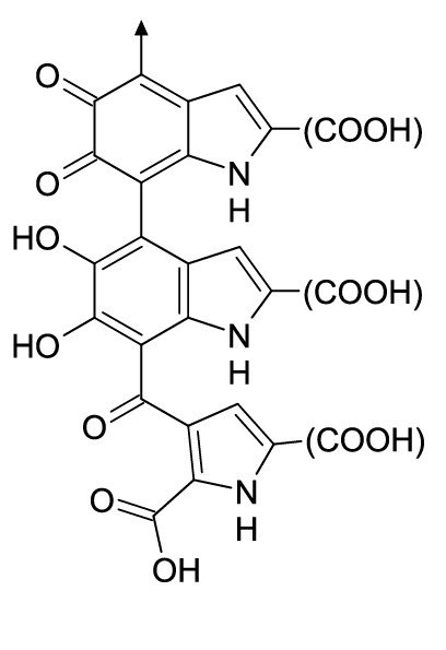 Une partie de la structure chimique de l’eumélanine