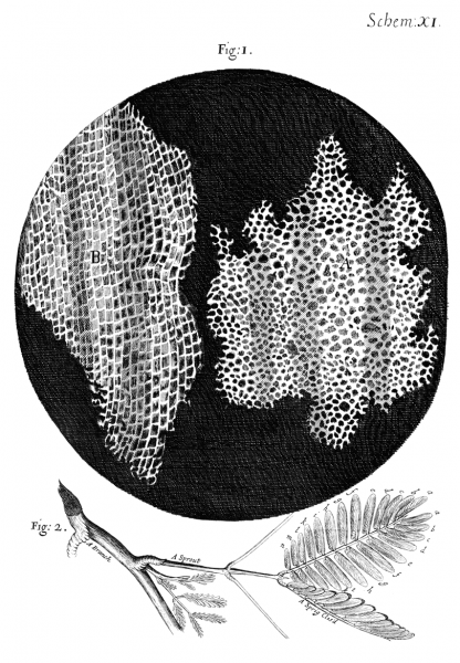 Illustrations du liège réalisées par Robert Hooke