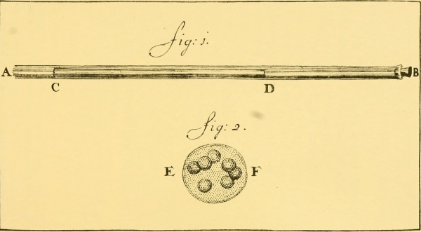 Deux illustrations par van Leeuwenhoek