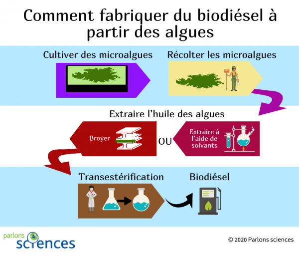 Illustration des principales étapes dans la production de biodiésel à partir des algues