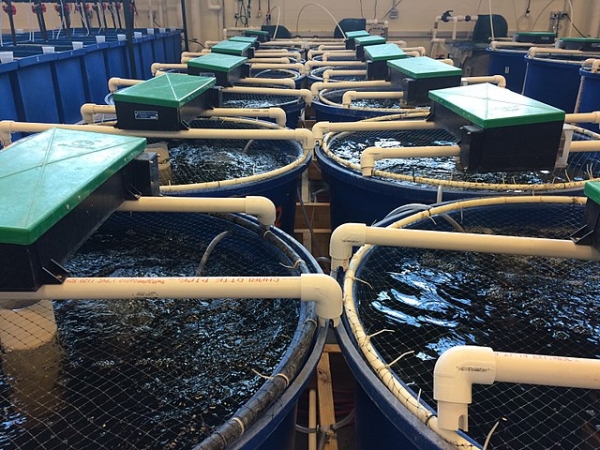 Un système d’aquaculture en recirculation