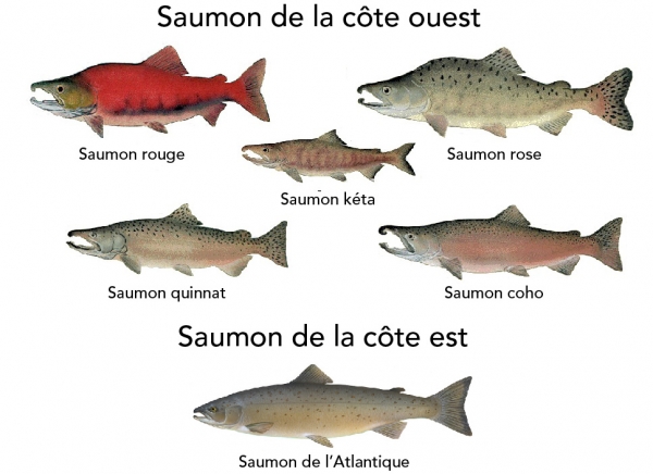 On trouve cinq espèces de saumons sauvages sur la côte Pacifique