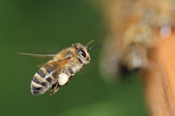 Une abeille avec une corbeille à pollen (item de couleur claire) sur une patte