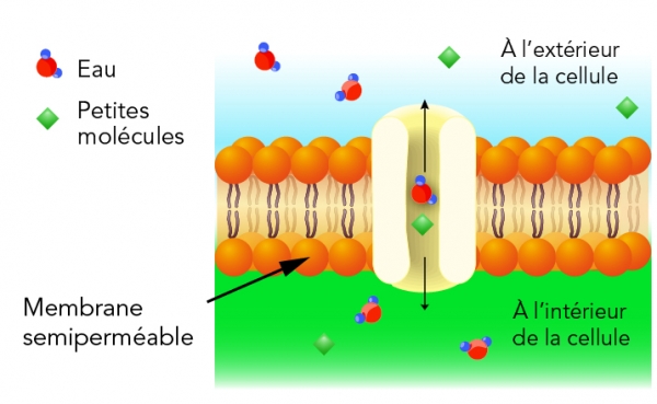 Membrane semi-perméable 