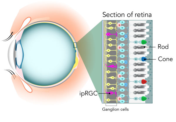 Coupe transversale de la rétine montrant l’emplacement des cellules photoréceptrices
