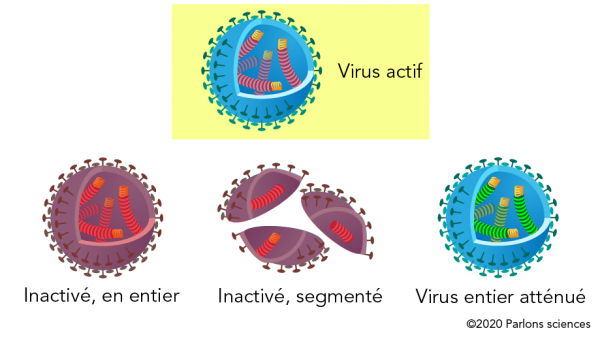 Les vaccins peuvent contenir des virus inactivés entiers, des virus inactivés segmentés ou des virus entiers atténués.