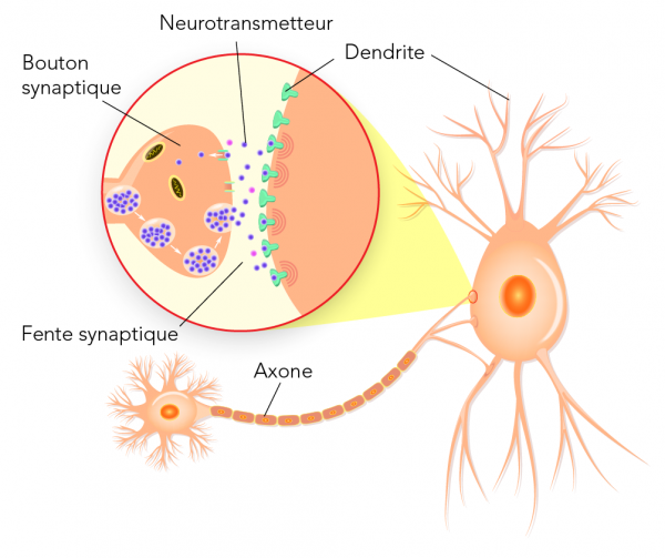Message transmis de neurone en neurone à l'aide de neurotransmetteurs