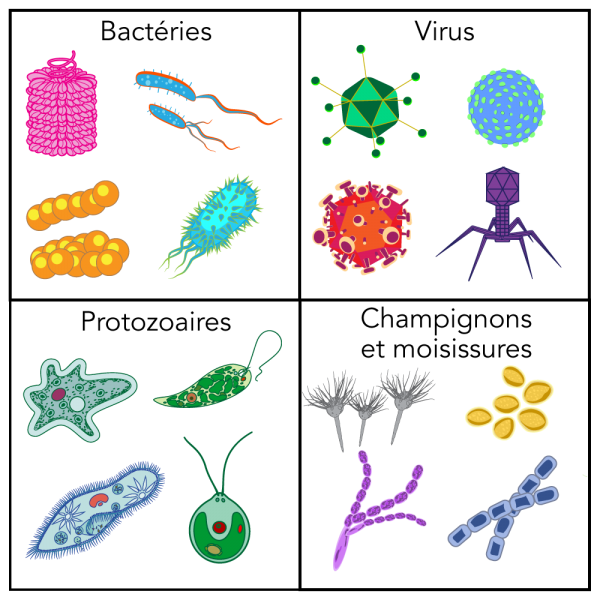 Une variété de pathogènes incluant des exemples de bactéries, de virus, de protozoaires, de champignons et de moisissures