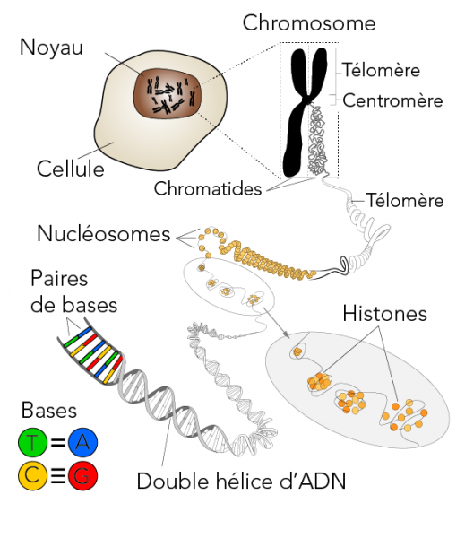 décomposition d’un chromosome jusqu’aux paires de bases de l’ADN