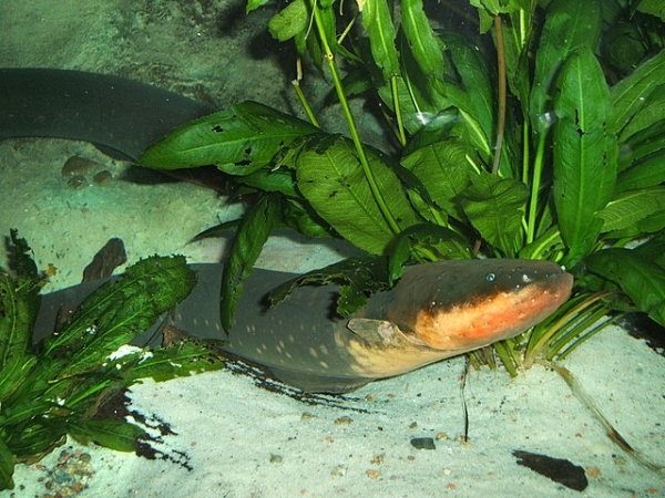 Anguille électrique dans un aquarium