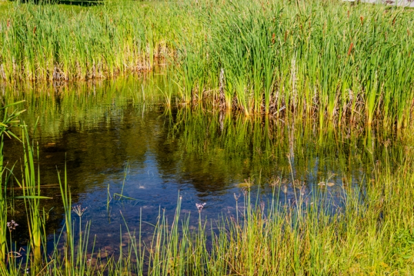 Quenouilles et scirpes poussant dans un milieu humide autour d’un petit étang