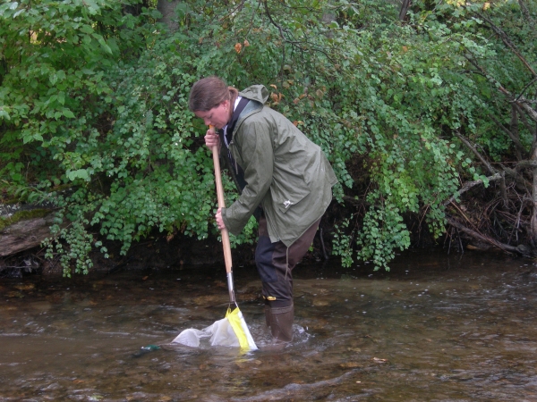 Scientifique collectant des échantillons d’invertébrés dans un ruisseau