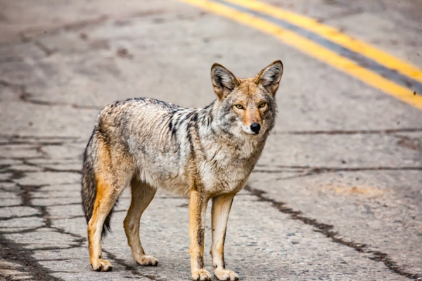 Coyote se tenant sur une route