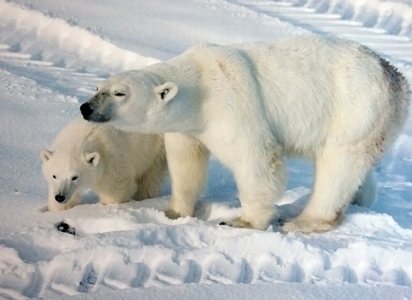 Mère et ourson blancs à Churchill, au Manitoba. Notez les traces de pneus d’un véhicule 