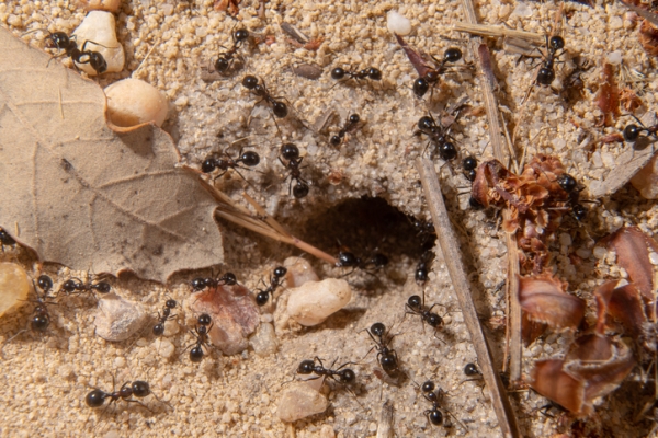 Ants crawling on soil around an ant nest