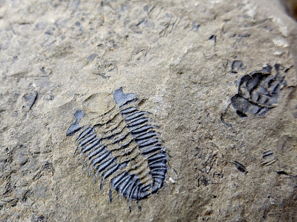 Trilobite fossils in Burgess Shale