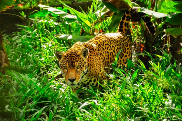 Jaguar stalking through the jungle