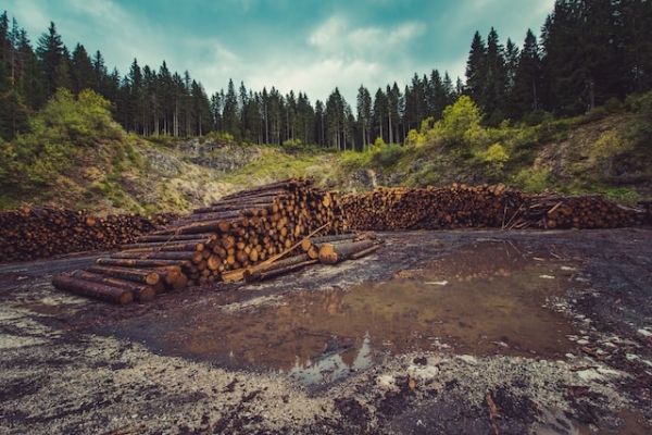 A pile of logs resulting from logging operations in the forest