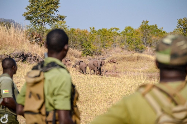 Men in the foreground watching elephants in the distance in Zimbabwe