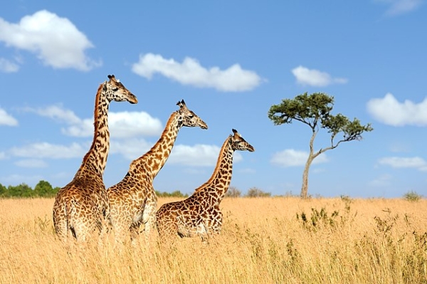 Three giraffes standing amidst the savanna