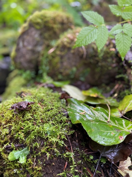 Shown is a colour photograph of a tiny brown frog almost hidden in moss.