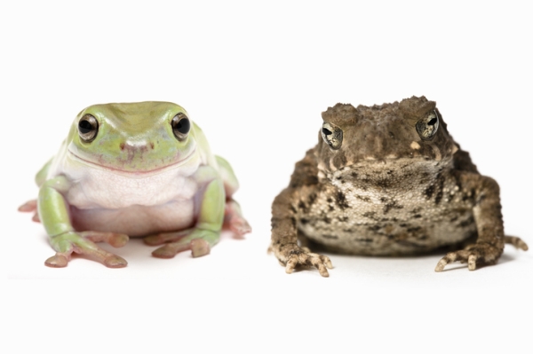 Shown is a close-up colour photograph of a frog and a toad on a white background.