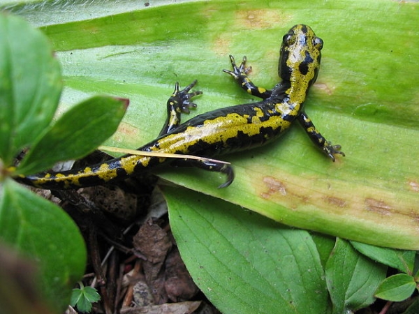 Shown is a close-up colour photograph of long animal on a large green leaf.