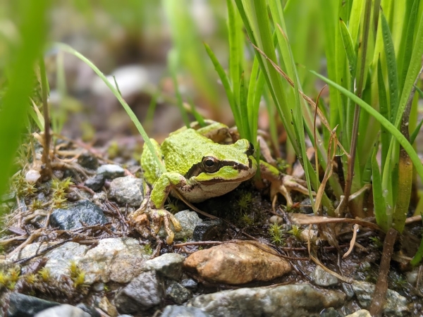 Shown is a colour photograph of a green frog on wet rocks, surrounded by long grass.