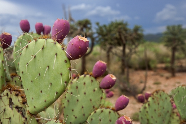 Shown is a colour photograph of a cactus plant in the desert. 