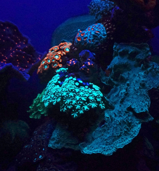 Corail fluorescent