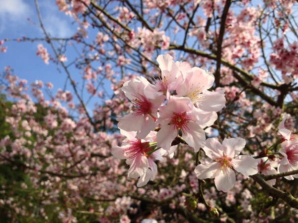 Fleurs de cerisier au printemps