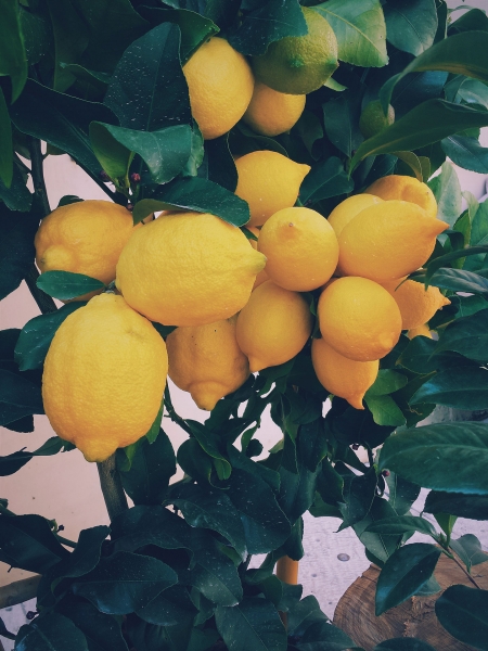 Fruits - Citrons