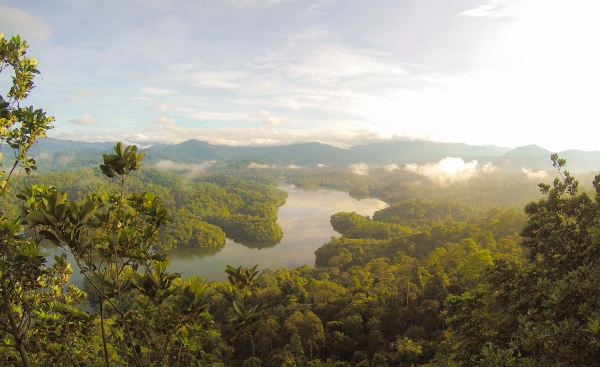 Forêt tropicale humide de Malaisie