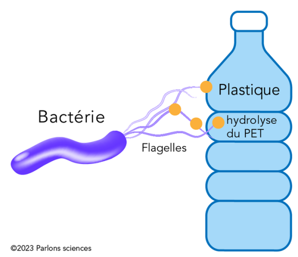 Shown is a colour diagram of a tubular purple bacteria with its flagellum touching parts of a water bottle.
