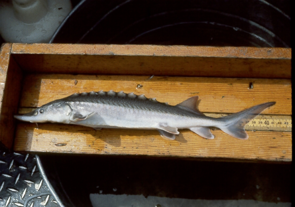 Shown is a sturgeon on a wooden tray with a ruler built into the bottom. 