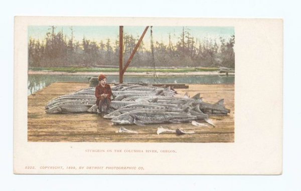 Shown is a historic postcard of a person sitting on a fish bigger than they are, surrounded by similar fish.