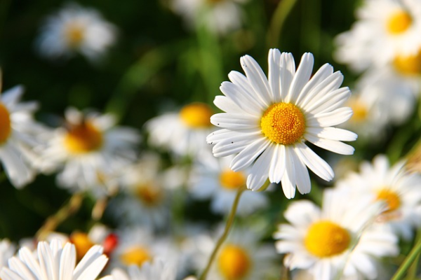 Shown is a colour photograph of a flower with white petals spread out around its yellow centre.