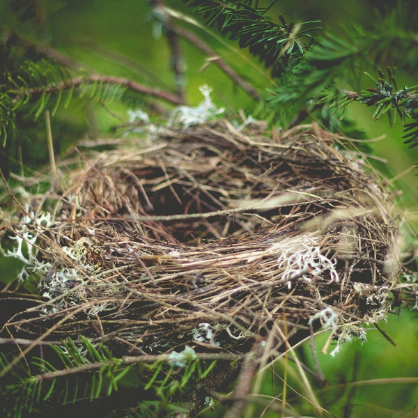 Les nids d'oiseaux